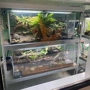 Amphibian Ark - Golden poison frog exhibit 290923