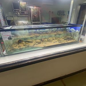 Amphibian Ark - Lake Titicaca water frog exhibit 290923