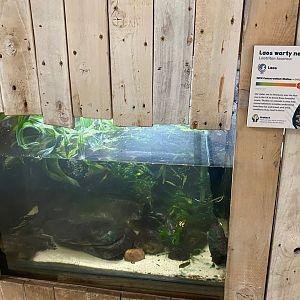 Amphibian Ark - Laos warty newt exhibit 290923