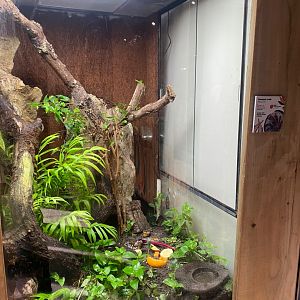 Bugs at Home - Coconut crab exhibit 290923