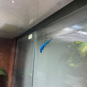 Bugs at Home - Williams’ electric blue gecko 290923