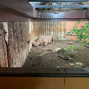 Black rhinoceros indoors 290923