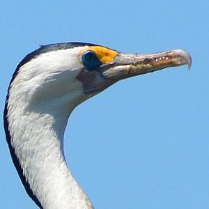 Pied cormorant