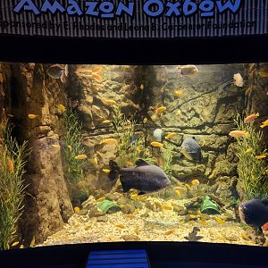 Catawba Science Center - Amazon Oxbow exhibit