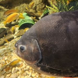 Catawba Science Center - Colossoma macropomum
