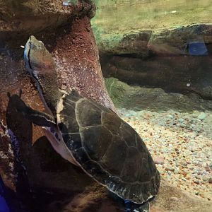 Catawba Science Center - Phrynops hilari