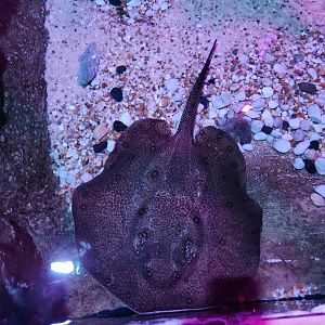 Catawba Science Center - Potamotrygon sp.