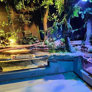 Catawba Science Center - Amazon River stingray/turtle exhibits