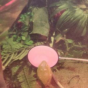 Catawba Science Center - Agalychnis callidryas