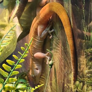 Catawba Science Center - Gecko baddeni