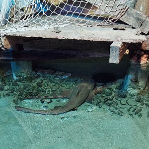 Catawba Science Center - Sharks in touch tank