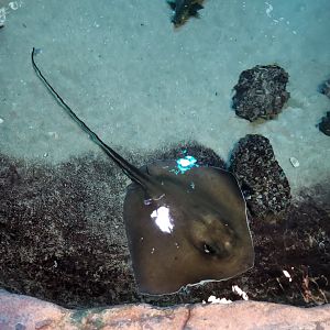 Catawba Science Center - Stingray in touch tank