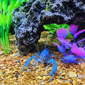 Catawba Science Center - Blue crayfish