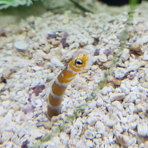 Catawba Science Center - Gorgasia preclara