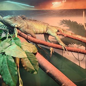 Catawba Science Center - Green Iguana