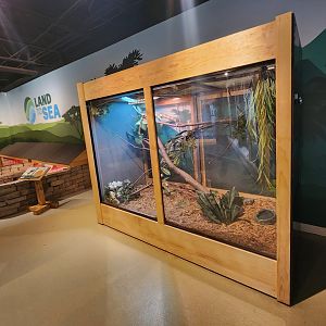 Catawba Science Center - Green Iguana enclosure