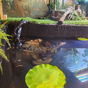 Catawba Science Center - American Alligator