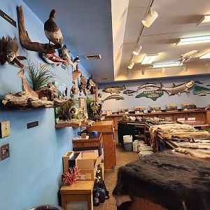 Catawba Science Center - Natural history exhibit area