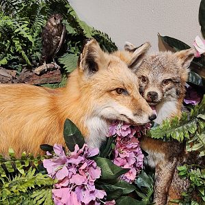 Catawba Science Center - Fox taxidermy