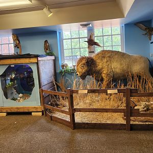 Catawba Science Center - Various taxidermy exhibits