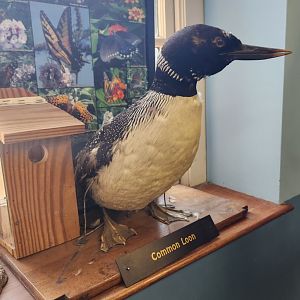 Catawba Science Center - Common Loon taxidermy