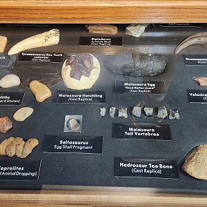 Catawba Science Center - Dinosaur fossils