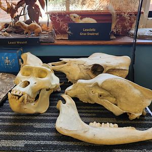 Catawba Science Center - Skulls of North American beasts (including Bigfoot)