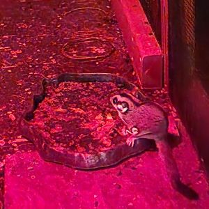 Catawba Science Center - Sugar Glider