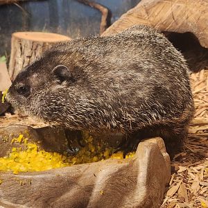 Catawba Science Center - Woodchuck eating corn