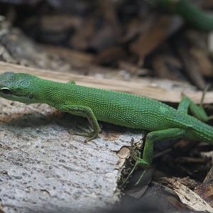 Sakishima Grass Lizard/ Takydromus dorsalis