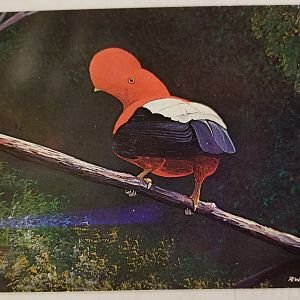 Andean cock-of-the-rock