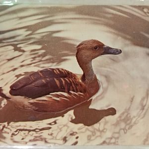 Fulvous whistling duck