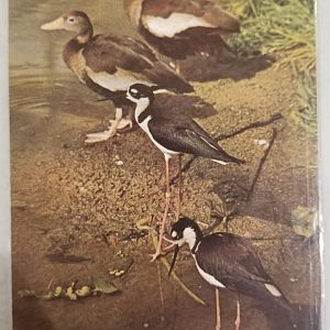 Black-bellied whistling ducks, Black-necked stilts