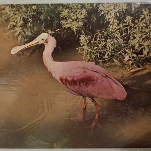 Roseate spoonbill