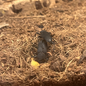 Darkling beetle ID