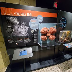 Spiders Alive! Interpretive Graphics + Jumping Spider Exhibit - October 2023