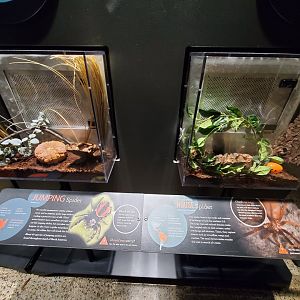 Spiders Alive! Regal Jumping Spider and Southern House Spider Exhibit - October 2023