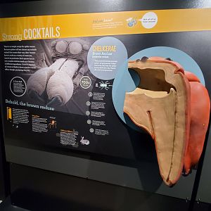 Spiders Alive! Brown Recluse Graphics - October 2023