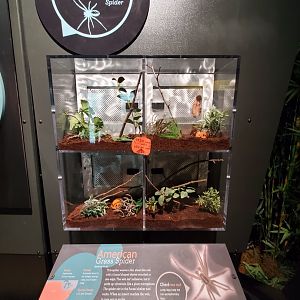 Spiders Alive! American Grass Spider Exhibit - October 2023