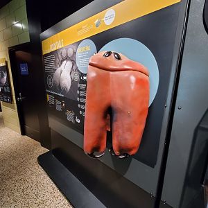 Spiders Alive! Brown Recluse Graphics - October 2023