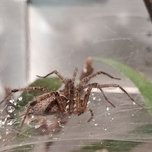 Spiders Alive! American Grass Spider - October 2023