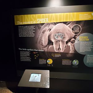 Spiders Alive! Interpretive Graphics - October 2023