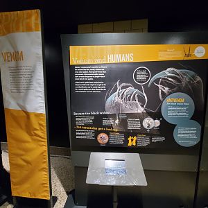 Spiders Alive! Interpretive Graphics - October 2023