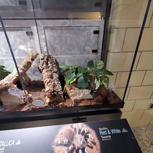 Spiders Alive! Brazilian Red-and-White Tarantula Exhibit - October 2023