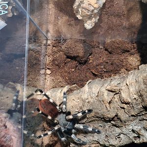 Spiders Alive! Brazilian Red-and-White Tarantula - October 2023