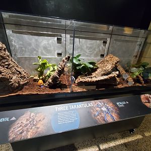 Spiders Alive! Indian Ornamental/Gooty Sapphire Tarantula/Brazilian Red and white Tarantula Exhibits - October 2023