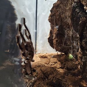 Spiders Alive! Indian Ornamental/Gooty Sapphire Tarantula - October 2023