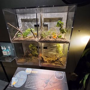 Spiders Alive! Southern Black Widow Exhibits - October 2023