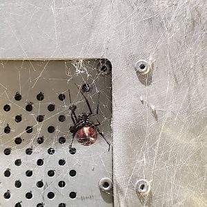 Spiders Alive! Southern Black Widow - October 2023