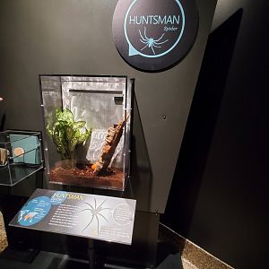 Spiders Alive! Huntsman Spider Exhibit - October 2023